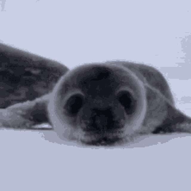 seal-nose.gif