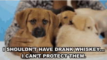Puppies Whiskey GIF - Puppies Whiskey Protect GIFs