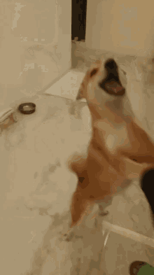 Dog Doggo GIF - Dog Doggo Shiba GIFs