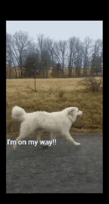 Omw Dogs GIF - Omw Dogs Running GIFs