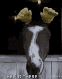 Animal Horse GIF - Animal Horse Funny GIFs