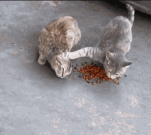 Cat Cant Wait GIF - Cat Cant Wait Cate GIFs