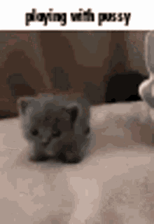 Pussy With GIF - Pussy With Playing GIFs