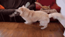 Running Around Dog Toy GIF - Running Around Dog Toy Excited GIFs