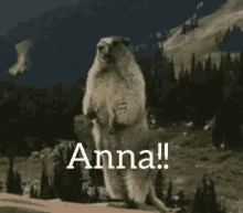 yell anna anna wolf gopher