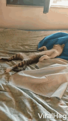 Cat Nap Chilling GIF - Cat Nap Chilling Resting GIFs