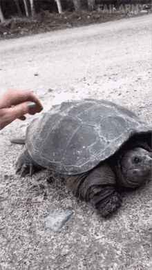 Attacked Tortoise GIF - Attacked Tortoise Pet GIFs