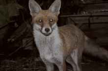 red fox cute keep the ban keep the fox hunting ban huntsabs red fox cute keep the ban keep the fox hunting ban huntsabs