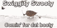 Swiggity Swooty GIF - Swiggity Swooty Comin GIFs