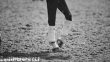 horse hoof prance prancing