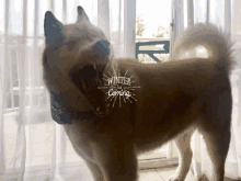 winter is coming husky snow winter winter is coming husky snow winter