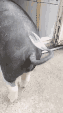 Tail Wagging Pig GIF - Tail Wagging Wag Pig GIFs