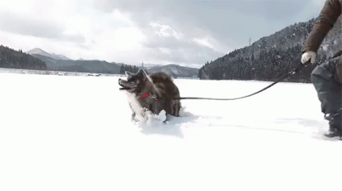 雪 スキー 遊ぶ 秋田犬 可愛い犬 わんちゃん Gif Akita Snow Play Discover Share Gifs