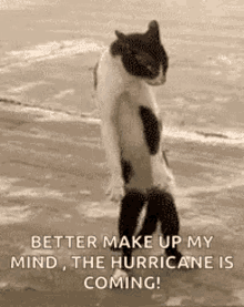 hurricane funny animals funny cat step forward step backward