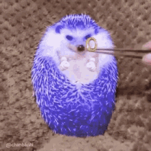 Funny Animals Hedgehog GIF - Funny Animals Hedgehog Fat GIFs