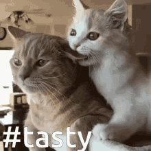 Tasty Clingy GIF - Tasty Clingy Cat GIFs
