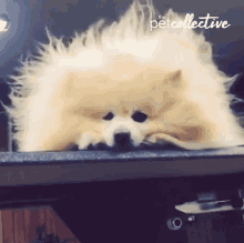 Stare The Pet Collective GIF - Stare The Pet Collective Fabulous GIFs