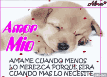 Amor Mio My Love GIF - Amor Mio My Love Puppy GIFs