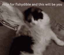 fishydible vote this will be you election cat rich fishydible vote this will be you election cat rich
