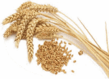 seed wheat grain