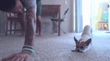Downward Facing Chihuahua GIF - Dogs Friends Yoga GIFs