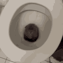 cat toilet