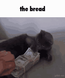 The Bread Cat GIF - The Bread Cat Money GIFs