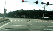 Dog Crossing The Road Crosswalk GIF - Dog Crossing The Road Crosswalk Animal Tricks GIFs