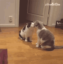 Kissing Cats GIF - Kissing Cats Smooch GIFs