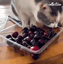 Cat The Pet Collective GIF - Cat The Pet Collective Swing GIFs