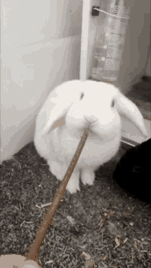 Olaf The GIF - Olaf The Rabbit GIFs