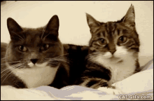 Meow Cats GIF - Meow Cats Pet GIFs