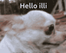 Illi Hello GIF - Illi Hello Innocent Dog GIFs