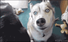 Dog Derp Dog GIF - Dog Derp Dog Doggo GIFs