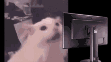 Cat Blinded GIF - Cat Blinded Flash GIFs