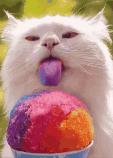 Psychedelic Cat GIF - Psychedelic Cat Ice Cream GIFs