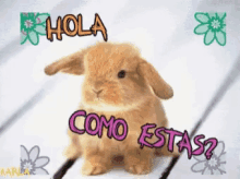 Bunny Hola GIF - Bunny Hola Como Estas GIFs