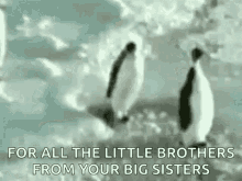 Rude Penguins GIF - Rude Penguins Brotherhood GIFs