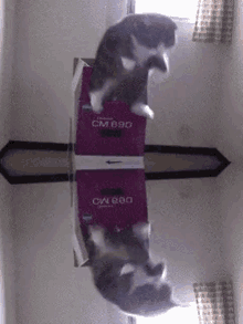 catgen