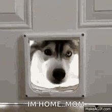 husky huskies dog door im home