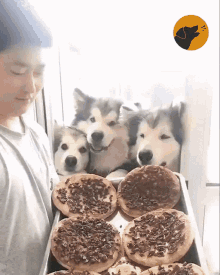 Dogs Hungry GIF - Dogs Hungry Starving GIFs