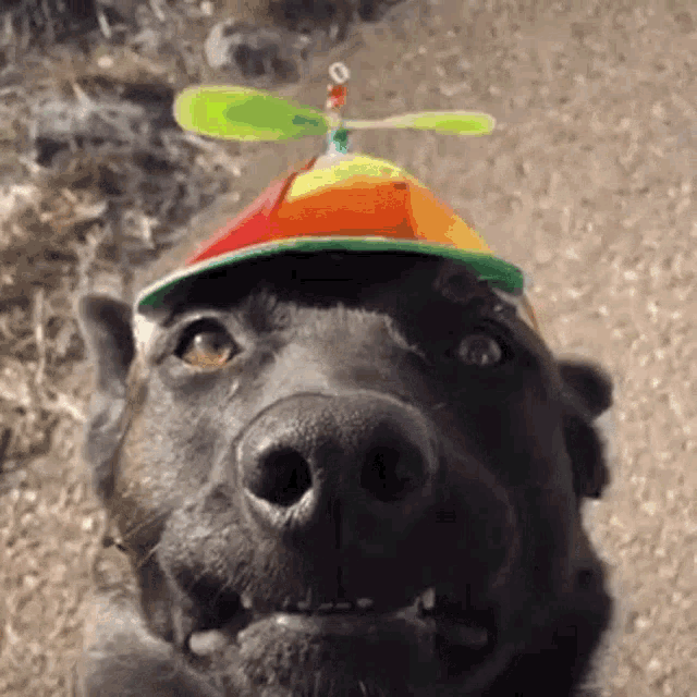 La Creatura Dog Dog Hat GIF - La Creatura Dog Dog Hat Hat Dog GIFs
