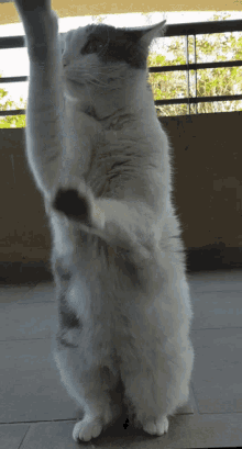 Cat Karate GIF - Cat Karate Ninja GIFs