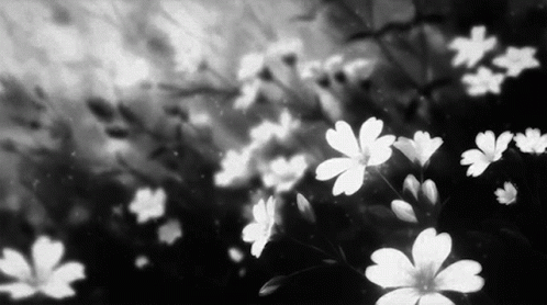 Kapcsolatkeresõ Flowers-black-and-white-aesthetic