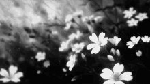 flowers black and white aesthetic