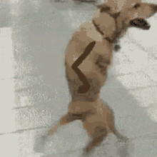 Walking Dog Strolling GIF - Walking Dog Dog Strolling GIFs