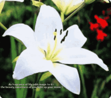 Lily Music Sparkeling Music Lily GIF - Lily Music Sparkeling Music Lily GIFs