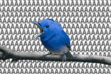 Screaming Blue Bird Screaming Bird GIF - Screaming Blue Bird Screaming Bird Screaming Twitter Blue Bird GIFs