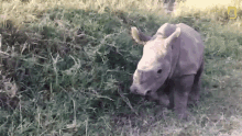 Playful Meet Six Rescued Rhinos That Survived Poaching GIF - Playful Meet Six Rescued Rhinos That Survived Poaching Playing GIFs
