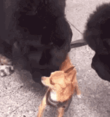 dogs dog